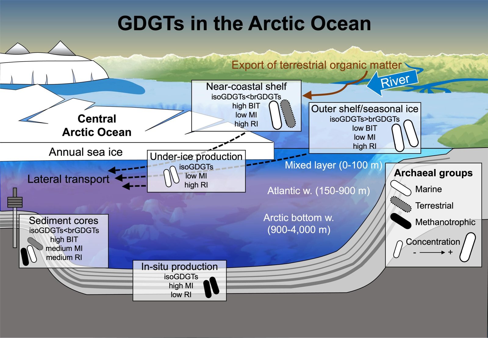 Schematic of GDGT sources and transport in the central Arctic Ocean